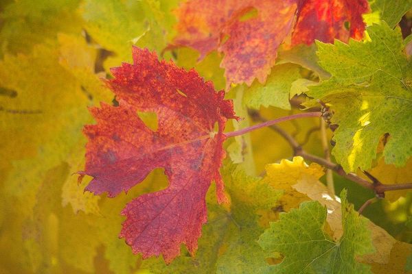 Sonoma-California fall colors on grape leaves